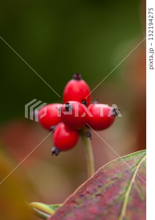 花水木の実 花水木の実 132194275