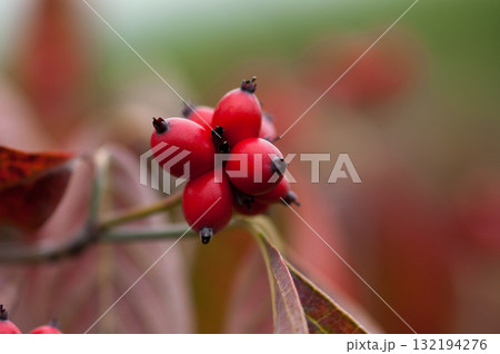 花水木の実 132194276