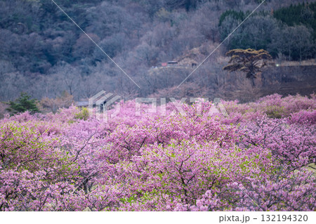 うららかな春日和に映える桜の花(河津桜)　世界最大級の屋外ステージ　アスペクタ(南阿蘇村) 132194320