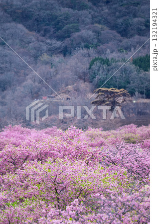 うららかな春日和に映える桜の花(河津桜)　世界最大級の屋外ステージ　アスペクタ(南阿蘇村) 132194321