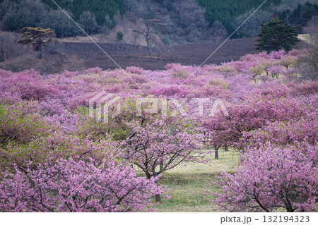 うららかな春日和に映える桜の花(河津桜)　世界最大級の屋外ステージ　アスペクタ(南阿蘇村) 132194323