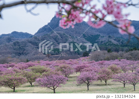 うららかな春日和に映える桜の花(河津桜)　世界最大級の屋外ステージ　アスペクタ(南阿蘇村) 132194324