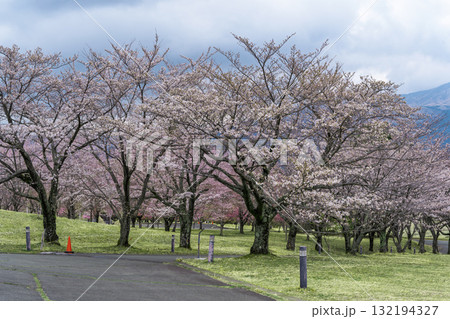 うららかな春に阿蘇山を背景に映える桜の木　世界最大級の屋外ステージ　アスペクタ(南阿蘇村) 132194327