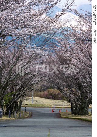 うららかな春に阿蘇山を背景に映える桜の木　世界最大級の屋外ステージ　アスペクタ(南阿蘇村) 132194329