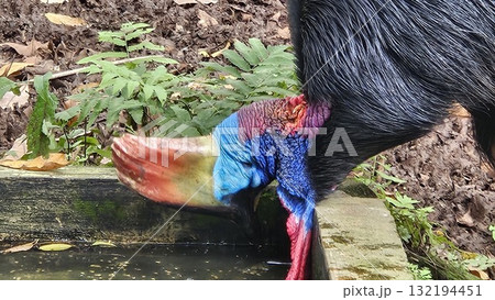 A striking, close-up portrait of a Cassowary shows its vivid blue and red neck and wattle. 132194451