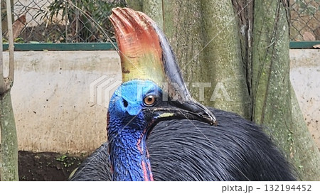 A striking, close-up portrait of a Cassowary shows its vivid blue and red neck and wattle. 132194452
