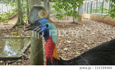 A striking, close-up portrait of a Cassowary shows its vivid blue and red neck and wattle. A striking, close-up portrait of a Cassowary shows its vivid blue and red neck and wattle. 132194460