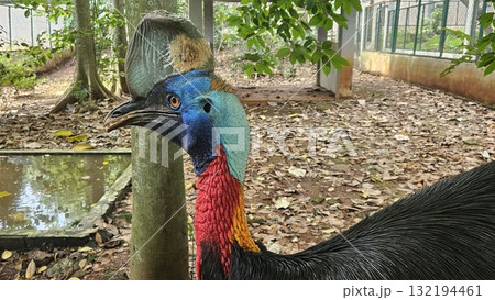 A striking, close-up portrait of a Cassowary shows its vivid blue and red neck and wattle. 132194461