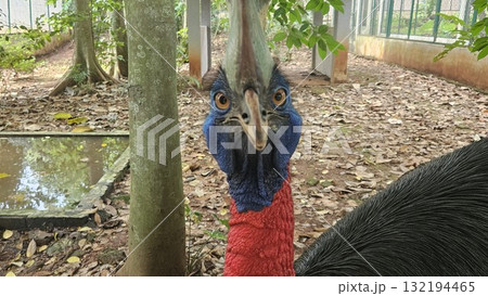 A striking, close-up portrait of a Cassowary shows its vivid blue and red neck and wattle. A striking, close-up portrait of a Cassowary shows its vivid blue and red neck and wattle. 132194465