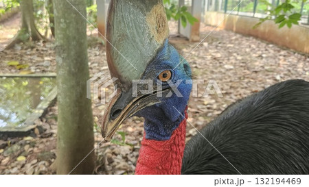 A striking, close-up portrait of a Cassowary shows its vivid blue and red neck and wattle. 132194469