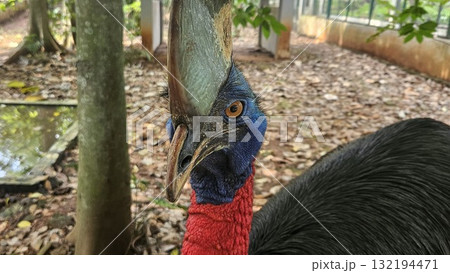 A striking, close-up portrait of a Cassowary shows its vivid blue and red neck and wattle. A striking, close-up portrait of a Cassowary shows its vivid blue and red neck and wattle. 132194471