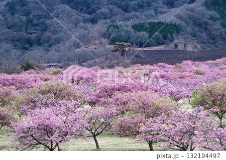 うららかな春日和に映える桜の花(河津桜)　世界最大級の屋外ステージ　アスペクタ(南阿蘇村) 132194497