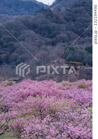 うららかな春日和に映える桜の花(河津桜) 世界最大級の屋外ステージ アスペクタ(南阿蘇村) うららかな春日和に映える桜の花(河津桜) 世界最大級の屋外ステージ アスペクタ(南阿蘇村) 132194498