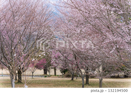 うららかな春に阿蘇山を背景に映える桜の花　世界最大級の屋外ステージ　アスペクタ(南阿蘇村) 132194500