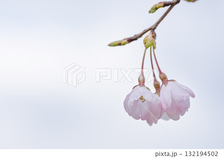 うららかな春日和に映える桜の花(クローズアップ) 世界最大級の屋外ステージ アスペクタ(南阿蘇村) うららかな春日和に映える桜の花(クローズアップ) 世界最大級の屋外ステージ アスペクタ(南阿蘇村) 132194502