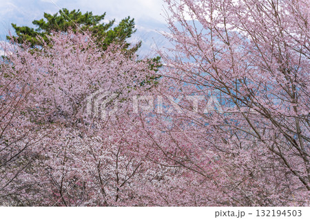 うららかな春に阿蘇山を背景に映える桜の木　世界最大級の屋外ステージ　アスペクタ(南阿蘇村) 132194503
