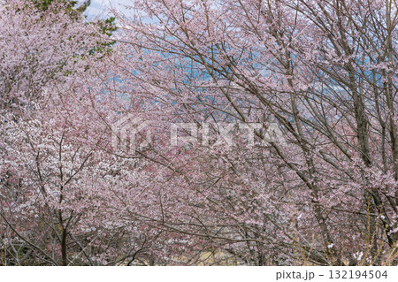 うららかな春に阿蘇山を背景に映える桜の木 世界最大級の屋外ステージ アスペクタ(南阿蘇村) うららかな春に阿蘇山を背景に映える桜の木 世界最大級の屋外ステージ アスペクタ(南阿蘇村) 132194504