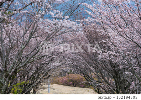 うららかな春に阿蘇山を背景に映える桜の木　世界最大級の屋外ステージ　アスペクタ(南阿蘇村) 132194505