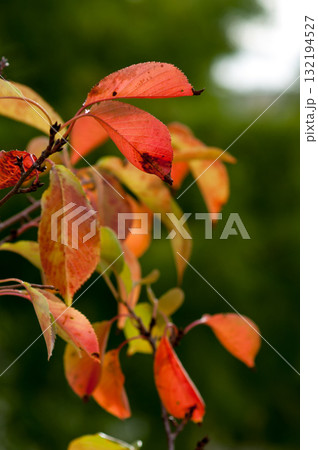 信濃川・やすらぎ堤の桜の紅葉 132194527