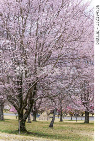 うららかな春に阿蘇の山々を背景に映える桜の花 世界最大級の屋外ステージ アスペクタ(南阿蘇村) うららかな春に阿蘇の山々を背景に映える桜の花 世界最大級の屋外ステージ アスペクタ(南阿蘇村) 132194556
