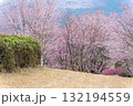 うららかな春に阿蘇の山々を背景に映える桜の花 世界最大級の屋外ステージ アスペクタ(南阿蘇村) うららかな春に阿蘇の山々を背景に映える桜の花 世界最大級の屋外ステージ アスペクタ(南阿蘇村) 132194559
