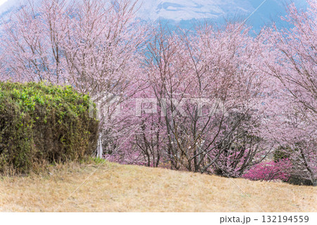 うららかな春に阿蘇の山々を背景に映える桜の花 世界最大級の屋外ステージ アスペクタ(南阿蘇村) うららかな春に阿蘇の山々を背景に映える桜の花 世界最大級の屋外ステージ アスペクタ(南阿蘇村) 132194559