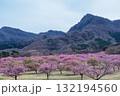 うららかな春に阿蘇の山々を背景に映える桜の花 世界最大級の屋外ステージ アスペクタ(南阿蘇村) うららかな春に阿蘇の山々を背景に映える桜の花 世界最大級の屋外ステージ アスペクタ(南阿蘇村) 132194560