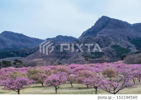 うららかな春に阿蘇の山々を背景に映える桜の花 世界最大級の屋外ステージ アスペクタ(南阿蘇村) うららかな春に阿蘇の山々を背景に映える桜の花 世界最大級の屋外ステージ アスペクタ(南阿蘇村) 132194560