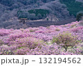 うららかな春に阿蘇の山々を背景に映える桜の花 世界最大級の屋外ステージ アスペクタ(南阿蘇村) うららかな春に阿蘇の山々を背景に映える桜の花 世界最大級の屋外ステージ アスペクタ(南阿蘇村) 132194562