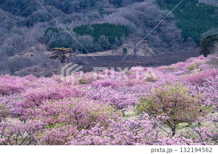 うららかな春に阿蘇の山々を背景に映える桜の花　世界最大級の屋外ステージ　アスペクタ(南阿蘇村) 132194562