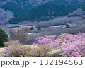 うららかな春に阿蘇の山々を背景に映える桜の花 世界最大級の屋外ステージ アスペクタ(南阿蘇村) うららかな春に阿蘇の山々を背景に映える桜の花 世界最大級の屋外ステージ アスペクタ(南阿蘇村) 132194563