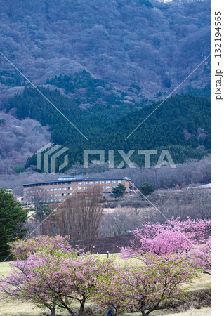 うららかな春に阿蘇の山々を背景に映える桜の花 世界最大級の屋外ステージ アスペクタ(南阿蘇村) うららかな春に阿蘇の山々を背景に映える桜の花 世界最大級の屋外ステージ アスペクタ(南阿蘇村) 132194565