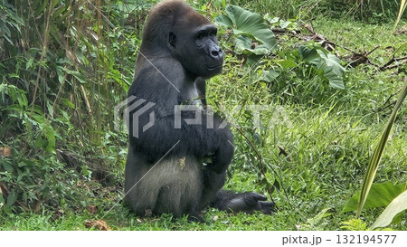 A large, sitting gorilla with black fur and a pensive expression is captured in a lush, green outdoor enclosure, briefly eating a small piece of food before returning to a stoic pose while surrounded A large, sitting gorilla with black fur and a pensive expression is captured in a lush, green outdoor enclosure, briefly eating a small piece of food before returning to a stoic pose while surrounded 132194577