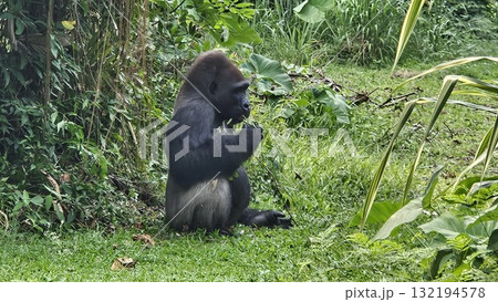 A large, sitting gorilla with black fur and a pensive expression is captured in a lush, green outdoor enclosure, briefly eating a small piece of food before returning to a stoic pose while surrounded  132194578
