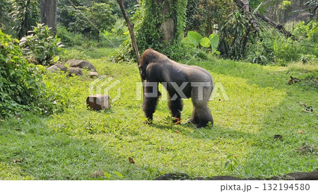 A large, sitting gorilla with black fur and a pensive expression is captured in a lush, green outdoor enclosure, briefly eating a small piece of food before returning to a stoic pose while surrounded A large, sitting gorilla with black fur and a pensive expression is captured in a lush, green outdoor enclosure, briefly eating a small piece of food before returning to a stoic pose while surrounded 132194580