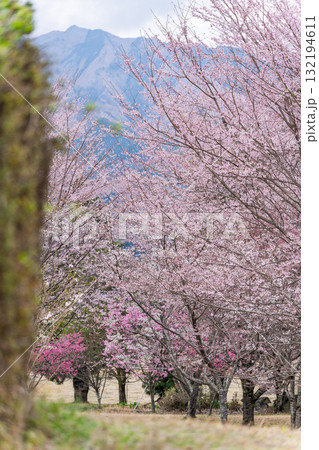 うららかな春に阿蘇山を背景に映える桜の花　世界最大級の屋外ステージ　アスペクタ(南阿蘇村) 132194611