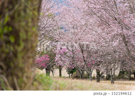 うららかな春に阿蘇山を背景に映える桜の花 世界最大級の屋外ステージ アスペクタ(南阿蘇村) うららかな春に阿蘇山を背景に映える桜の花 世界最大級の屋外ステージ アスペクタ(南阿蘇村) 132194612