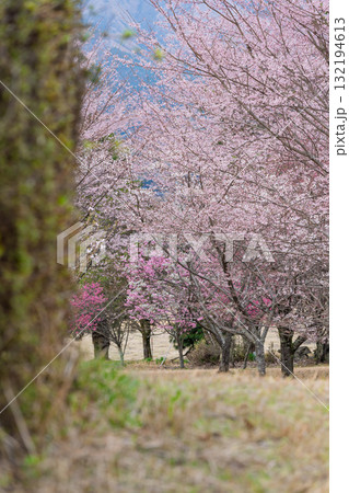 うららかな春に阿蘇山を背景に映える桜の花 世界最大級の屋外ステージ アスペクタ(南阿蘇村) うららかな春に阿蘇山を背景に映える桜の花 世界最大級の屋外ステージ アスペクタ(南阿蘇村) 132194613