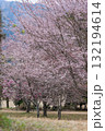 うららかな春に阿蘇山を背景に映える桜の花 世界最大級の屋外ステージ アスペクタ(南阿蘇村) うららかな春に阿蘇山を背景に映える桜の花 世界最大級の屋外ステージ アスペクタ(南阿蘇村) 132194614