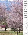 うららかな春に阿蘇山を背景に映える桜の花 世界最大級の屋外ステージ アスペクタ(南阿蘇村) うららかな春に阿蘇山を背景に映える桜の花 世界最大級の屋外ステージ アスペクタ(南阿蘇村) 132194616