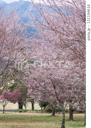 うららかな春に阿蘇山を背景に映える桜の花 世界最大級の屋外ステージ アスペクタ(南阿蘇村) うららかな春に阿蘇山を背景に映える桜の花 世界最大級の屋外ステージ アスペクタ(南阿蘇村) 132194616