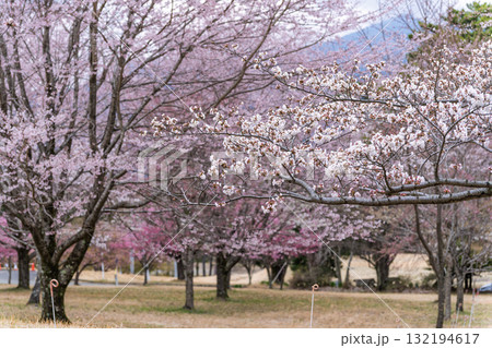 うららかな春に阿蘇山を背景に映える桜の花　世界最大級の屋外ステージ　アスペクタ(南阿蘇村) 132194617
