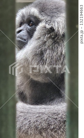 A vertical close-up portrait shows a pensive gibbon or ape with thick, shaggy silver-gray fur, whose face and body are partially obscured and framed by the vertical bars of an enclosure A vertical close-up portrait shows a pensive gibbon or ape with thick, shaggy silver-gray fur, whose face and body are partially obscured and framed by the vertical bars of an enclosure 132194663