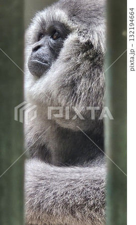 A vertical close-up portrait shows a pensive gibbon or ape with thick, shaggy silver-gray fur, whose face and body are partially obscured and framed by the vertical bars of an enclosure A vertical close-up portrait shows a pensive gibbon or ape with thick, shaggy silver-gray fur, whose face and body are partially obscured and framed by the vertical bars of an enclosure 132194664