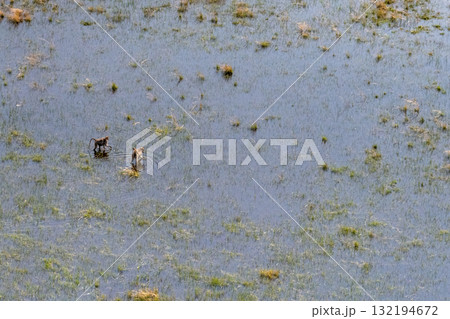 A young baboon family wading through the Okavango Delta 132194672