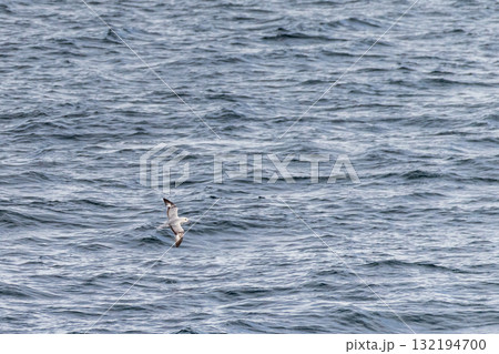 A southern fulmar flying over antarctic waters 132194700