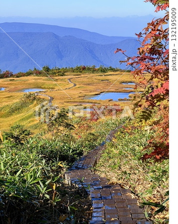 苗場山の湿原と木道、紅葉に映える池塘 132195009