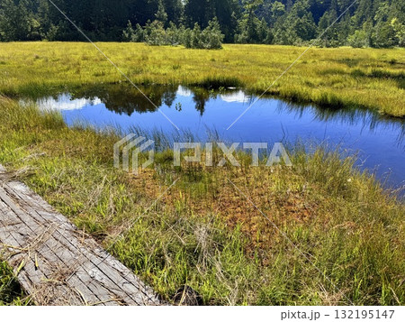群馬・白砂峠と尾瀬沼、尾瀬ヶ原の木道と湿原の夏景色 132195147