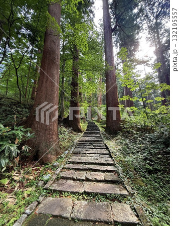 杉並木に囲まれた羽黒山の石段 杉並木に囲まれた羽黒山の石段 132195557