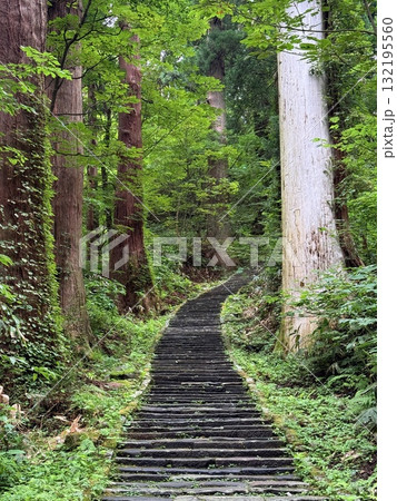 杉並木に囲まれた羽黒山の石段 杉並木に囲まれた羽黒山の石段 132195560